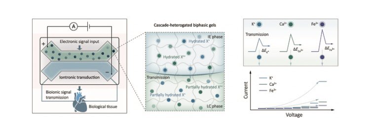 Research_Jrnl's tweet photo. Biocompatible Biphasic #Iontronics Enable Neuron-Like Ionic Signal Transmission Click the link below to read this free, open access article https://t.co/rOiJywrwxs https://t.co/DH0EUYZlCd