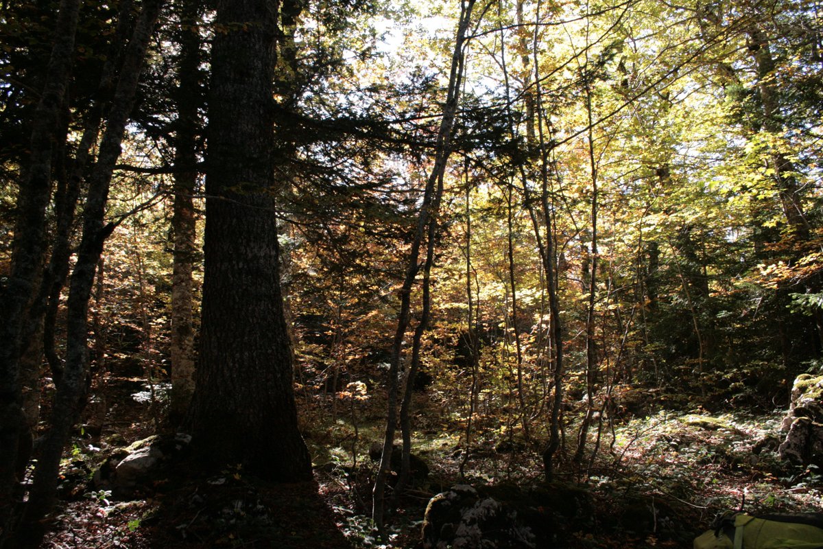 sentieripollino's tweet photo. Fino a quasi 2000 m, presenti le faggete che, nelle quote più alte e in ambiente di forra, si accompagnano all'acero di Lobel e si associano all'abete bianco...

Approfondisci a questo link: https://t.co/T0s5fZFzGF

#faggio #faggeteparcopollino #acerodilobel #abetebianco https://t.co/IKY0TIfoaQ