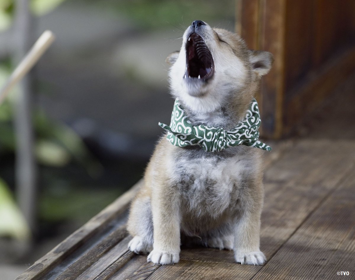 豪快なあくびをする豆助。😊１３代目豆助。 🐶youtu.be/dD4haze3A9E #柴犬 #豆助 #puppy #犬のいる暮らし