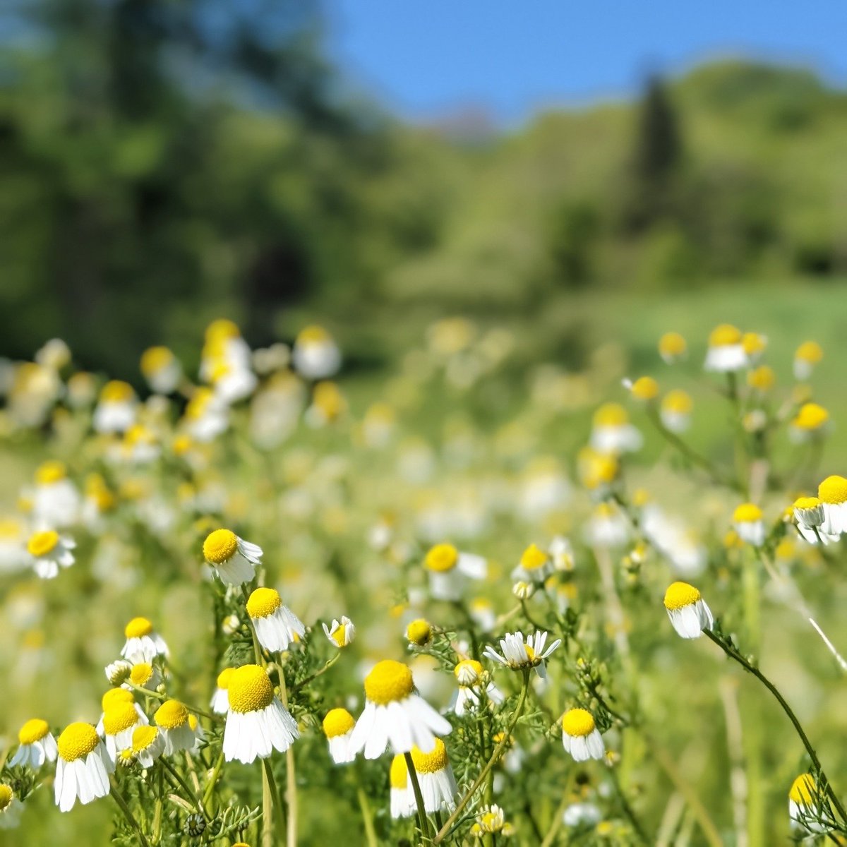 おはようございます🌞 3月28日(木)、今日は #三つ葉の日 です😄 一本の茎から三枚の葉がつき、ビタミンやカリウムなどの栄養価を含む日本原産の野菜です。「み(3)つ(2)ば(8)」の語呂合わせから制定されたそうです。 本日も宜しくお願い致します✨ #企業公式相互フォロー #企業公式冬のフォロー祭り