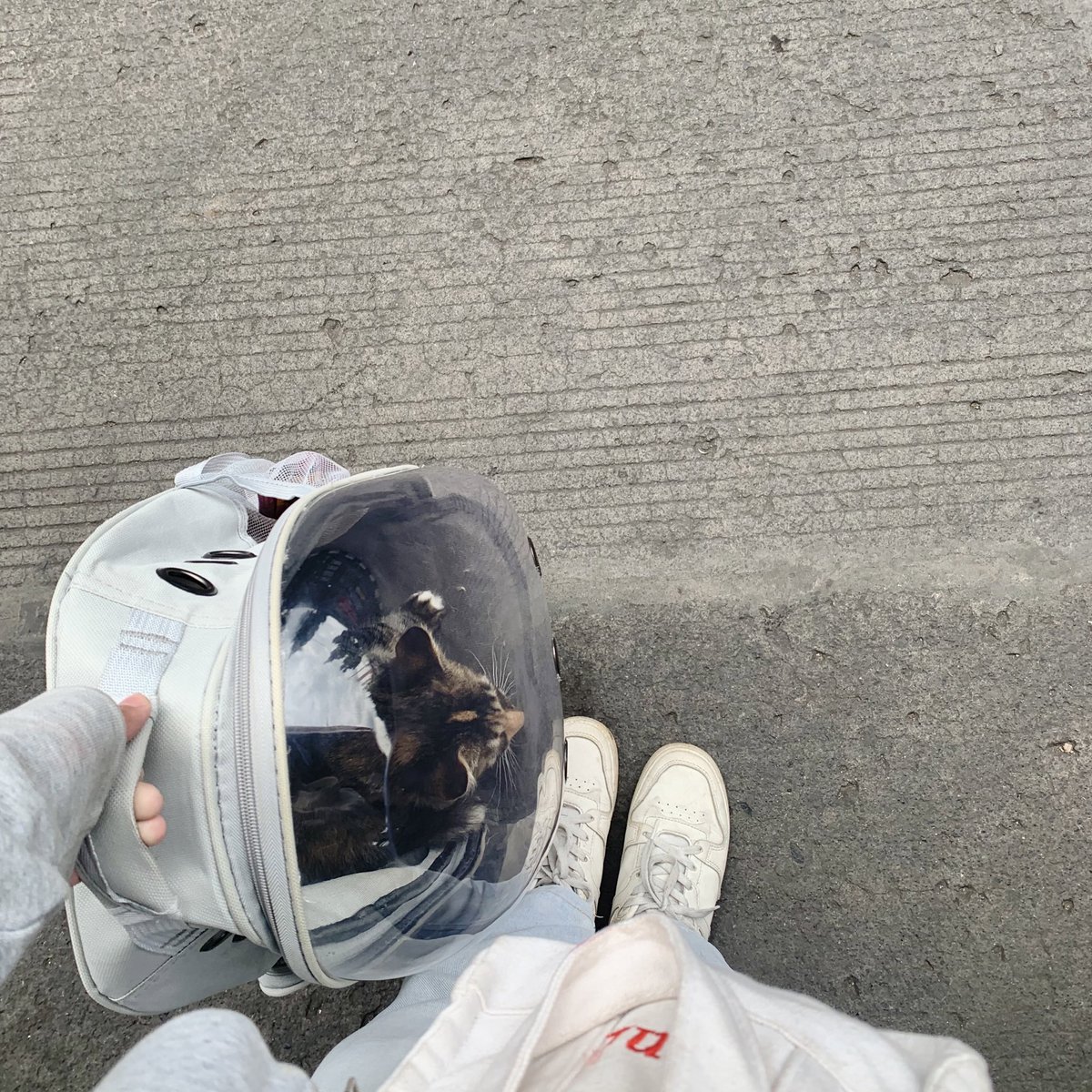 httpsasyaa's tweet photo. dokumentasi kemarin waktu main brsm miuu🫶🏻🐈🐾 https://t.co/t2b76Bc0GQ