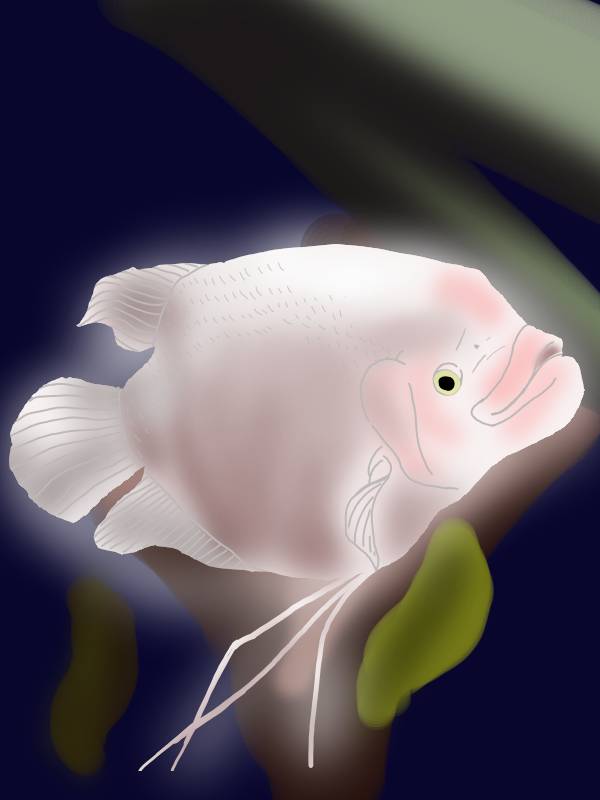 アルビノジャイアントグラミー
Albino giant gourami
#illustration #イラスト #漫画 
#manga #dubaiaquarium