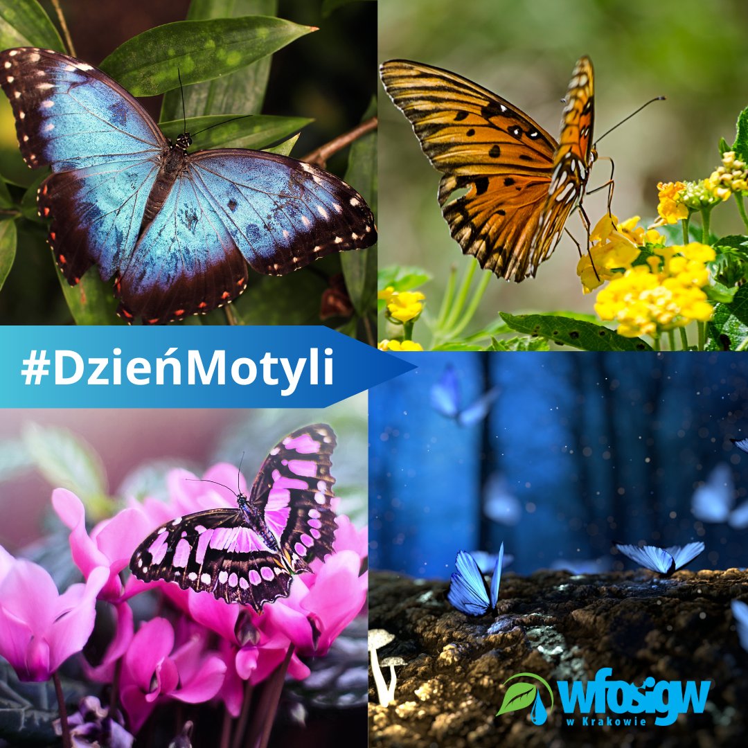 WFOSiGWKrk's tweet photo. #DZIEŃMOTYLI 🦋🦋🦋
To właśnie dzisiaj, #14marca, te piękne, kolorowe i pożyteczne owady mają swój dzień w kalendarzu 🗓. Pomimo krótkiego życia motyle są drugim najliczniejszym, zaraz po pszczołach, zapylaczem roślin i kwiatów 🌼 🌷 🌻.
🔽🔽🔽
https://t.co/iRVjpSm4HV https://t.co/HPf4gEggqV