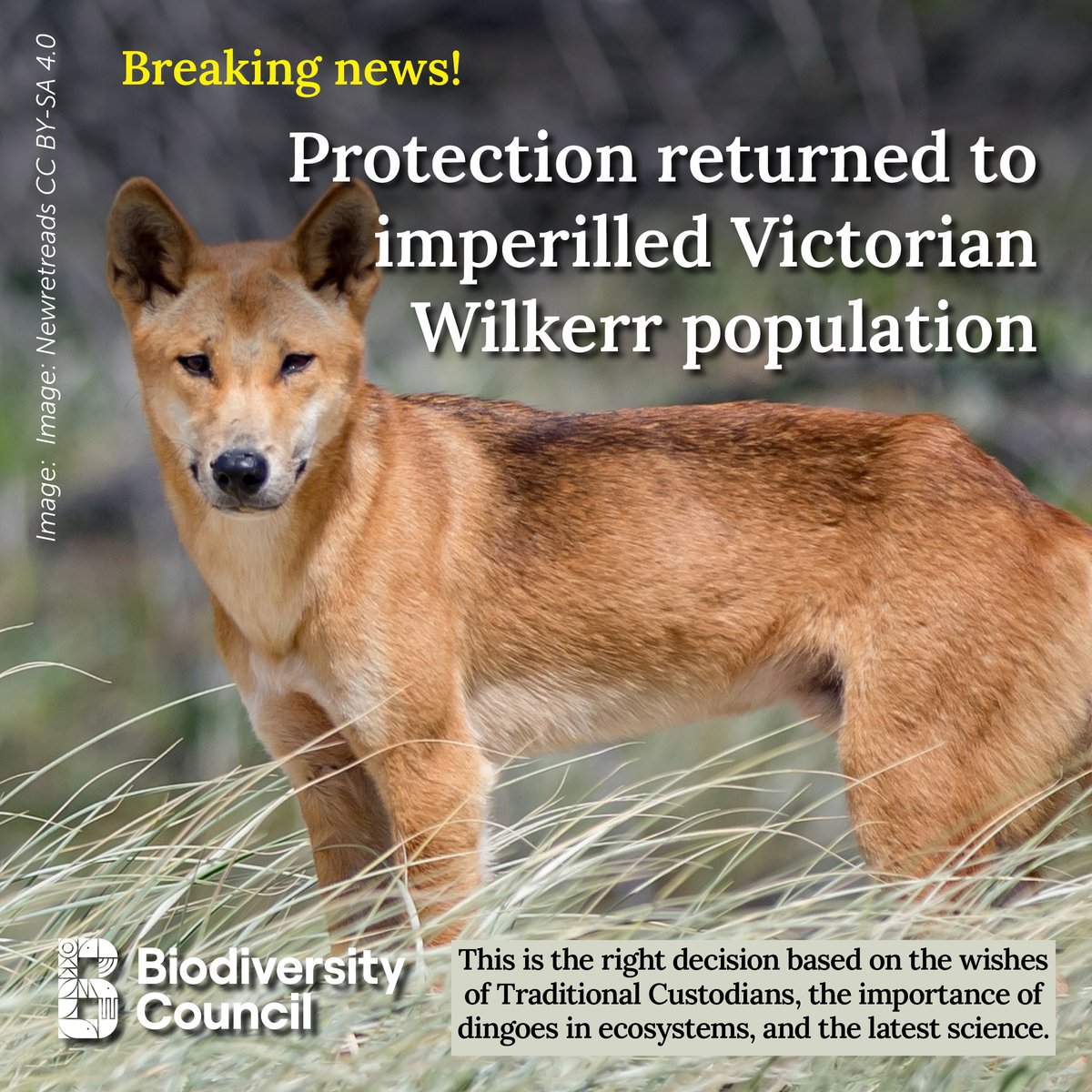 We are excited! @VicGovAu has announced fantastic changes to dingo management in north-western Victoria today. Read our statement to learn about what has been announced: biodiversitycouncil.org.au/news/biodivers… @JackHPascoe @EuanRitchie1