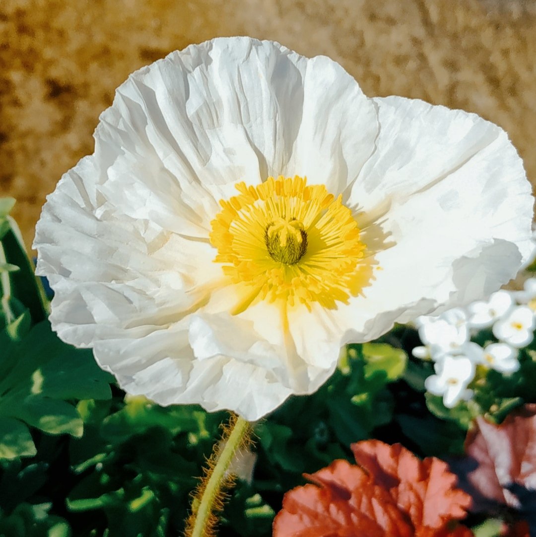 Pristimus3's tweet photo. #ALosBuenosDias #goodmorning
#fleursdumonde https://t.co/mq7dX7rtww