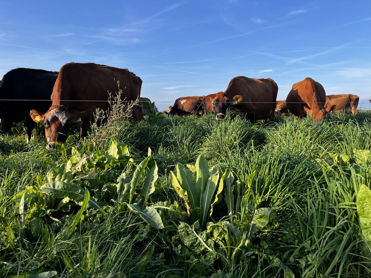 Pure Graze Benelux tweet media