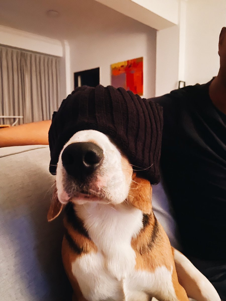 madthrill88's tweet photo. @dogwifcoin $WIF The hat stays on! https://t.co/IttgbkIBlg
