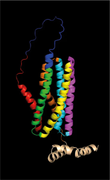 Spektrum_BIO's tweet photo. Das Toxin Candidalysin des Hefepilzes Candida albicans ist während einer Infektion in eine ungewöhnliche Proteinstruktur eingebunden, die nun von Forschenden vom @LeibnizHKI aufgeschlüsselt wurde.
https://t.co/QOwFvJxJ9H https://t.co/RQi8kdmImC