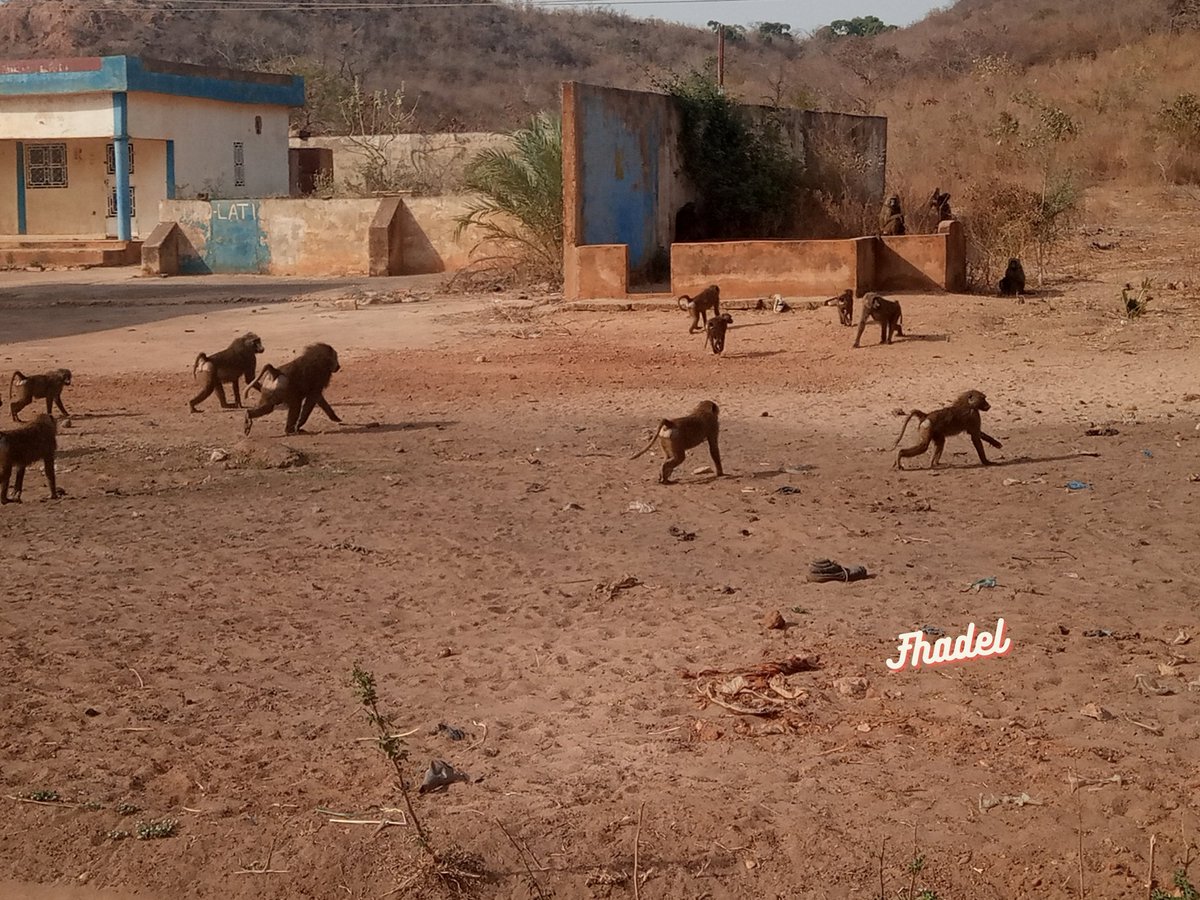 #Gaya : Rencontre  hier soir entre le village de Kombo et Kotcha (Kwatcha) avec ces singes, l'une des ressources fauniques précieuses du département de Gaya, revenant du fleuve pour s'abreuver et se délecter des fruits des manguiers en bord de route.  #Nature #Singes #Niger