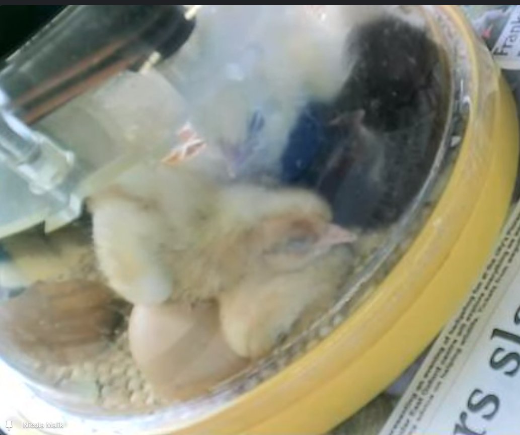 Day 4 of #britishscienceweek2024 and all four eggs have now hatched and the chicks are looking quite fluffy now and enjoying bundling. Crowds of students outside the window of S1 then into registration to watch on the web cam! 🐣🐥🐤🐣
