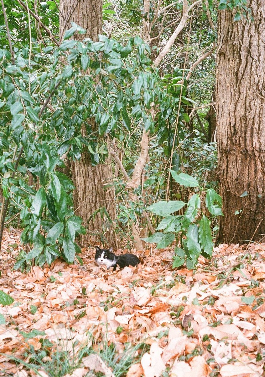 maioka_kankyo's tweet photo. #フイルムカメラ #OLYMPUS #EES2
今年1月~ 撮影した写真。
二宮町 吾妻山公園 https://t.co/AlnAZNJxe8