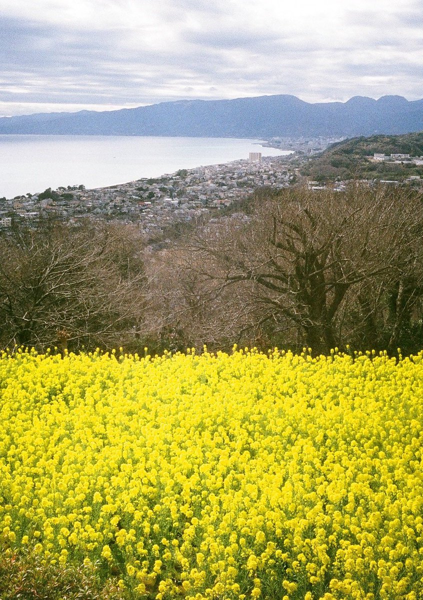 maioka_kankyo's tweet photo. #フイルムカメラ #OLYMPUS #EES2
今年1月~ 撮影した写真。
二宮町 吾妻山公園 https://t.co/AlnAZNJxe8