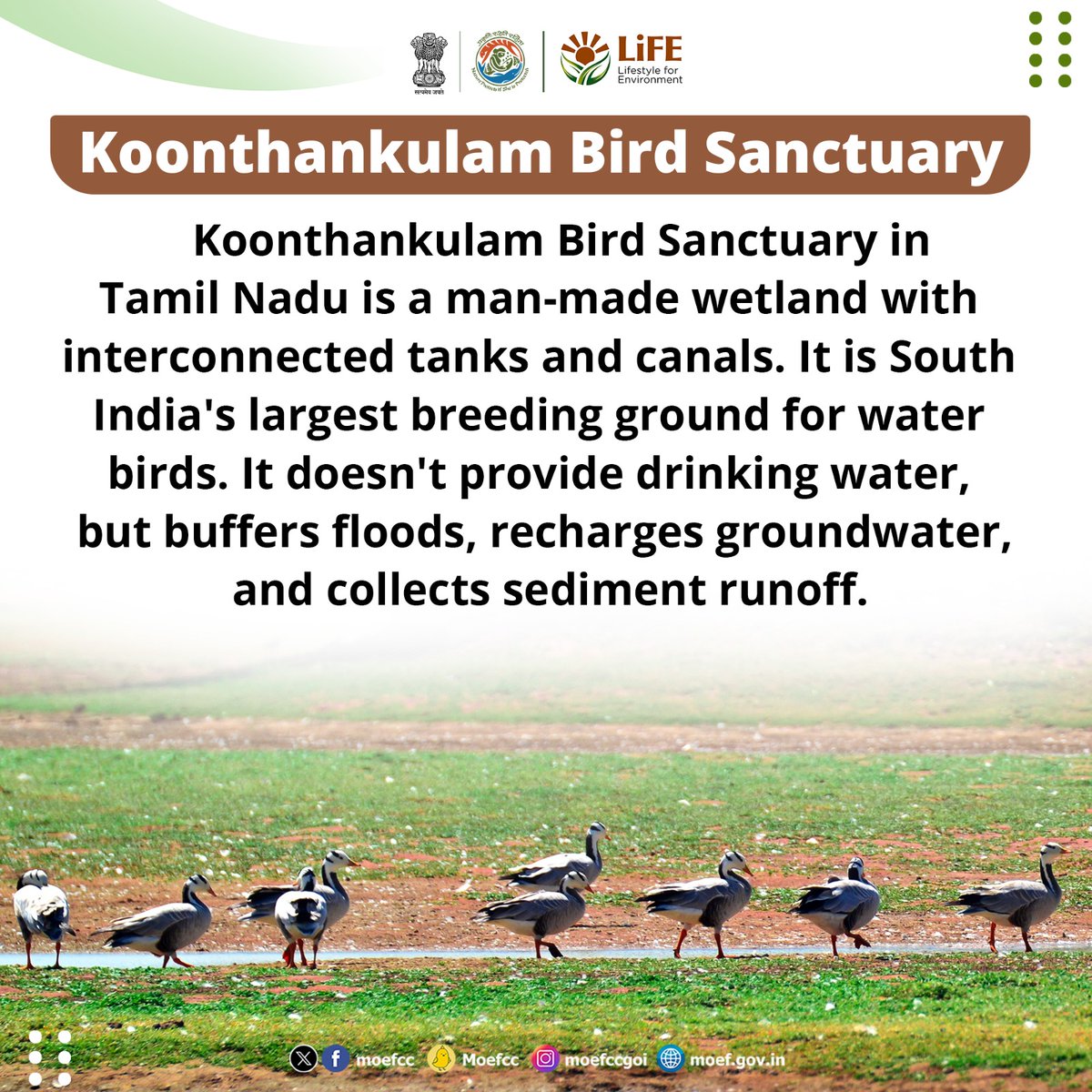 Discovering India's Ramsar Sites Day 58: Koonthankulam Bird Sanctuary From wetlands to wildlife, each site is a unique haven for nature. Let's celebrate and safeguard these vital ecosystems together! #RamsarSites #MissionLiFE #ProPlanetPeople