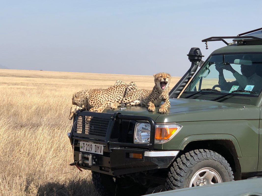 safari_guides tweet picture