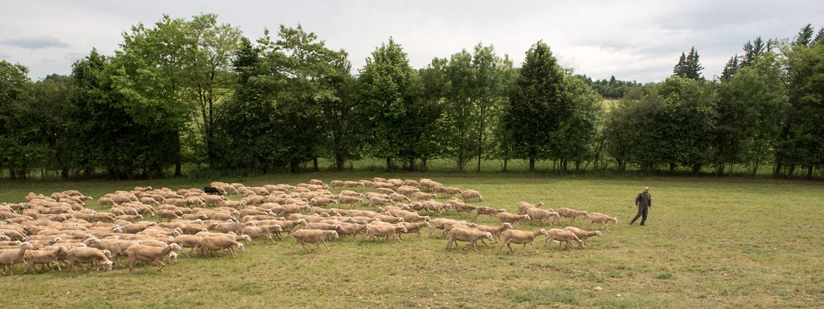 Le projet <a href="/SmarterprojectE/">Smarterproject.eu</a> a permis d’obtenir des résultats indispensables pour répondre aux besoins stratégiques de résilience et d’efficience des élevages de petits ruminants 🐑🐐

⏳5 ans 
🤝26 partenaires  
🌍13 pays
📖55 publications

Explications➡️ url.inrae.fr/4c94wFT