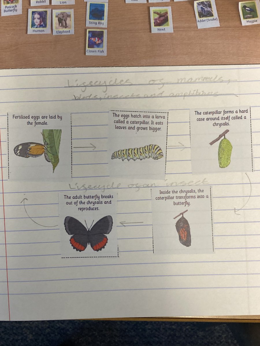 Year 5 have been looking at lifecycles for British Science Week. They explored all the life stages of amphibians, birds, mammals and insects. #BritishScienceWeek #STEM #Wearescientists