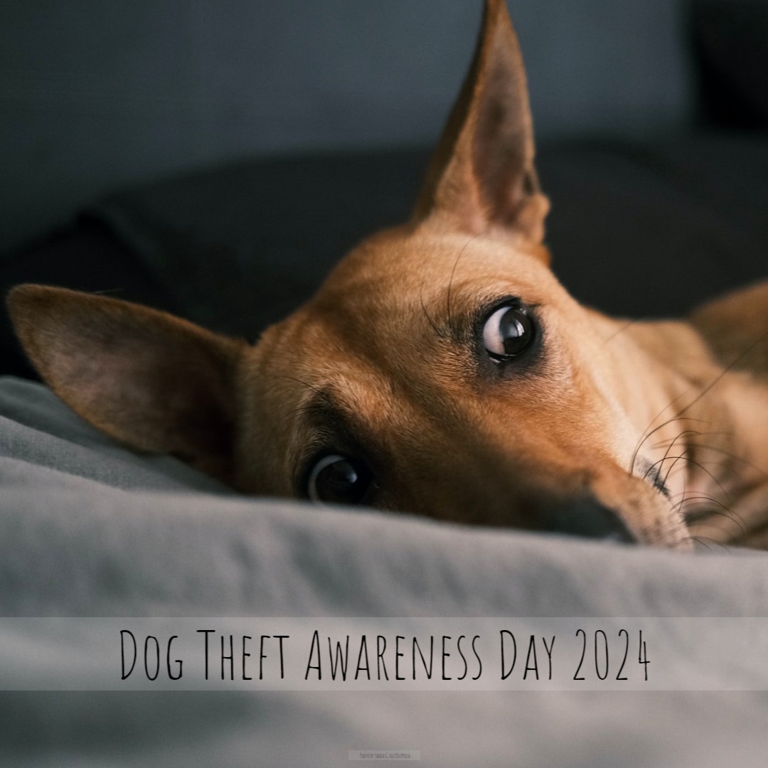 'It’s thought that around 2,000 dogs are stolen in the UK every single year. That’s 5 dogs that are taken from their owners every day' - petguard.co.uk/dog-theft-awar…

#homesittersltd #PetGuard #DogTheftAwarenessDay #DogTheftAwareness #DogTheft #Dog #Dogs #Theft #Warning