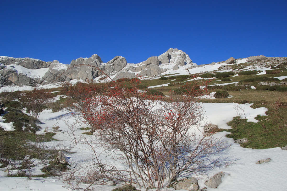 omanayluna's tweet photo. Descubre este encantador municipio compuesto por 8 pueblos que capturan a la perfección la esencia de esta zona de la montaña leonesa.🏔️
¡Ven a descubrir la belleza del municipio Sena de Luna!💚
#DescubreRBVOyL #somosbiosfera #RBVOyL #ReservadelaBiosfera #nuestrospueblos https://t.co/ZwW2EvMijJ