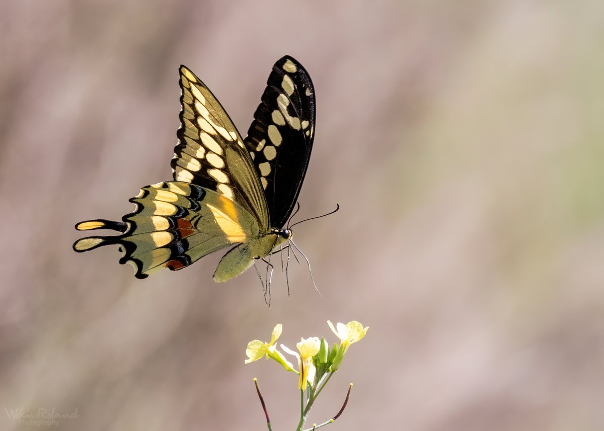 WoknRolandPhoto's tweet photo. Spring 2024 I Am Ready
Giant Swallowtail butterfly & wild radish. I am so happy spring is almost here, well in Florida spring started a few weeks ago.๐
#insect #pollenator #nature #outdoors #photography #myphoto https://t.co/VIorYf5kJC