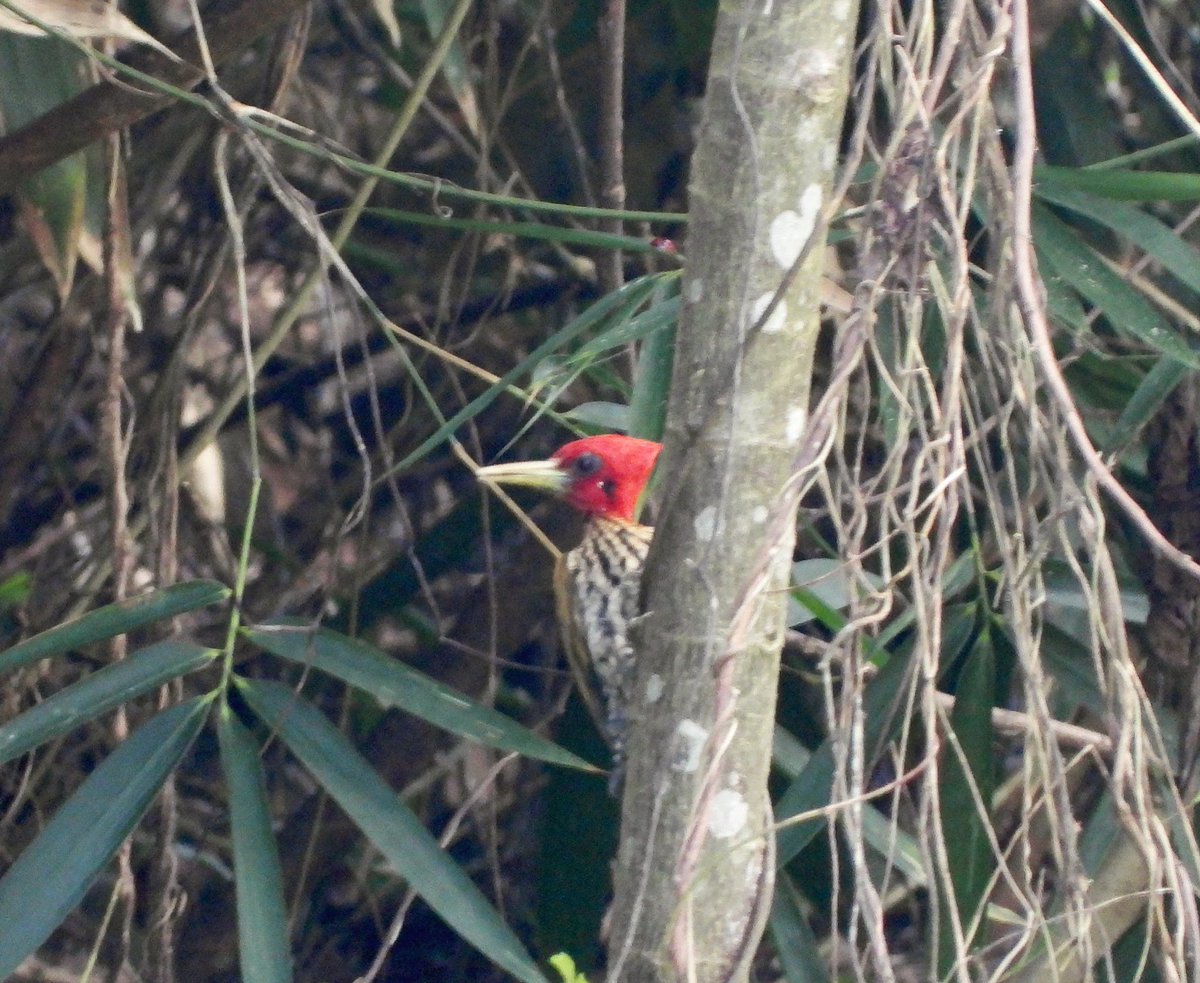 PlantChaser's tweet photo. Red-headed flameback (Chrysocolaptes erythrocephalus)
Puerto Princesa, Palawan
February 2024
Bird#264

#redheadedflameback #flameback #woodpecker #flamebackwoodpecker #bird #birdsinthewild #wildbird #birding #birdwatching #birdsinhabitat #birdphotography #birder https://t.co/INTOcYZQQZ