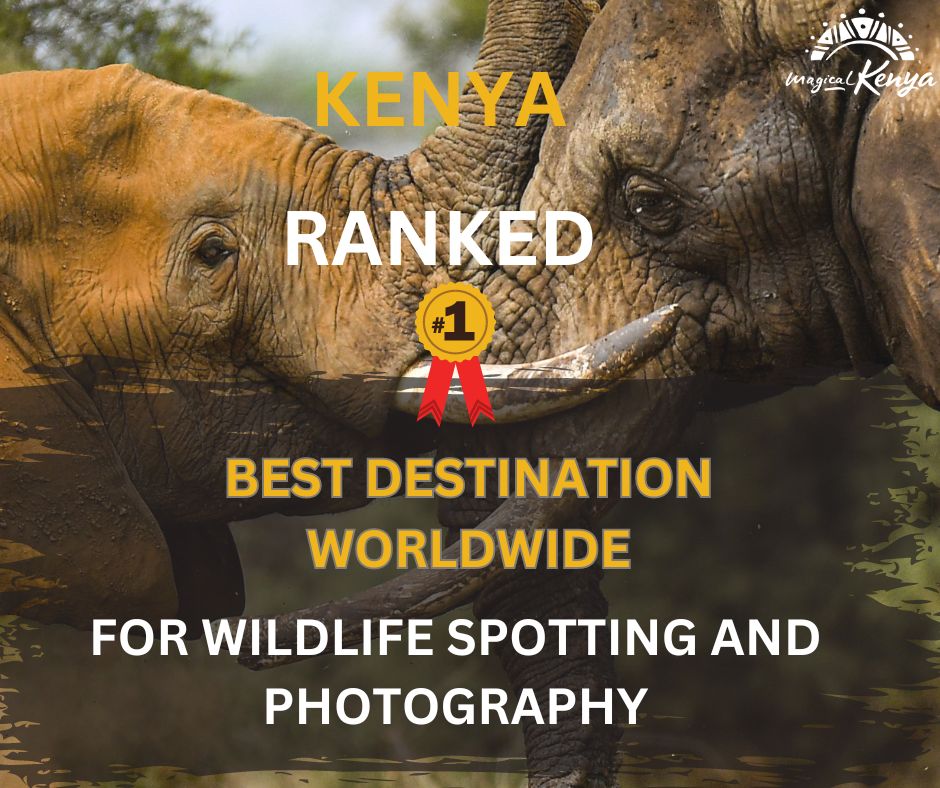 Kenya Gets Recognized as a Wildlife Haven! . . According to Asia’s most influential travel Magazine, Travel and Leisure Asia,  “– Kenya draws wildlife enthusiasts from across the globe.” Click in the link below to read more: travelandleisureasia.com/global/news/be… #magicalkenya