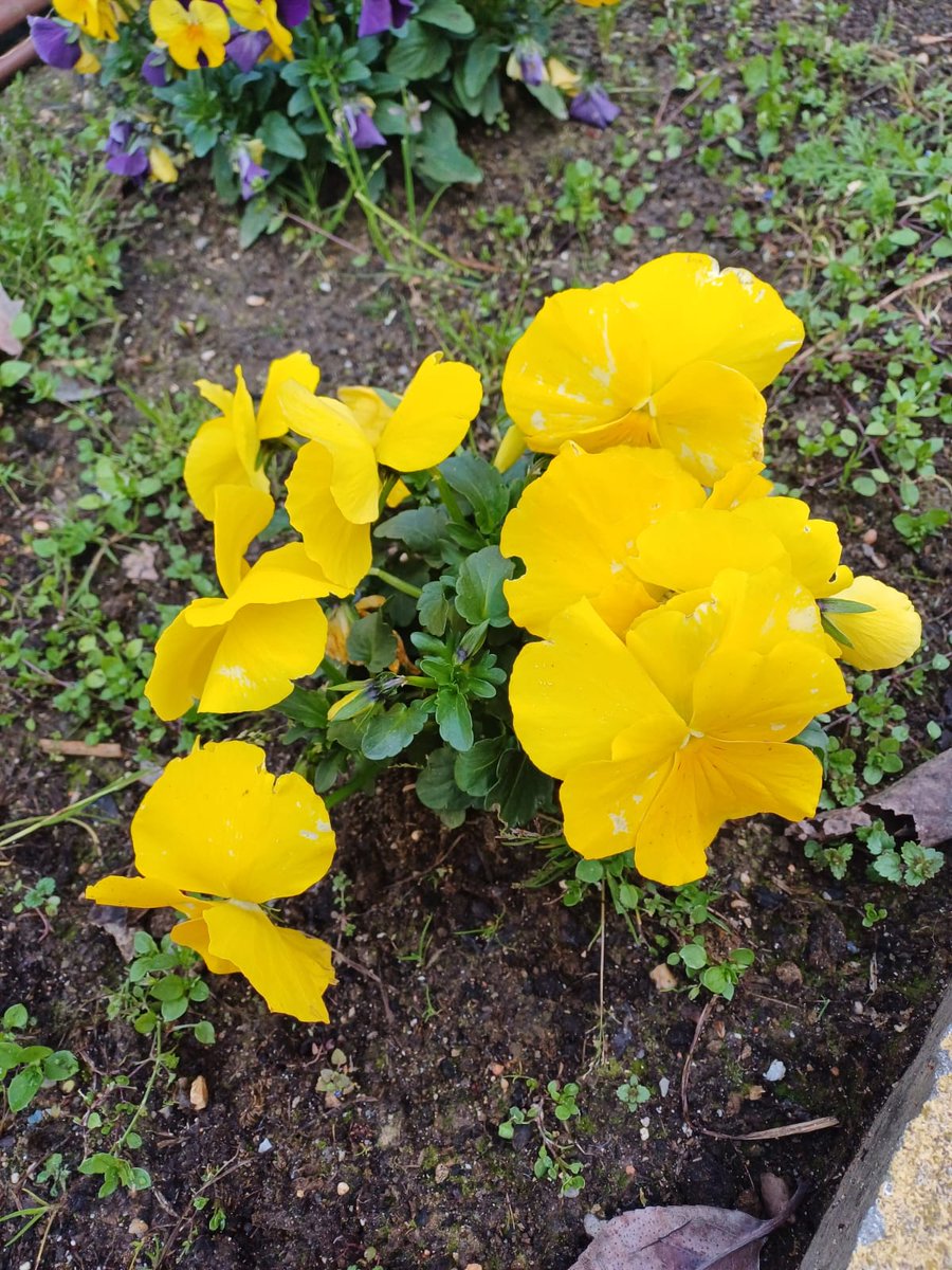 AFADACSTORREJON's tweet photo. 🌷🌼💐 Llega la primavera a nuestro centro y toca actividad física.

🏃‍♀️👟Mens sana, in corpore sano.

Lo bien que nos viene y lo que disfrutan 💚😜

Ejercicios en los aparatos que nos han instalado el Ayuntamiento de Torrejón. Gracias por su apoyo 🥰

#AfadacsTorrejón #DCA https://t.co/fA5MeQodAc