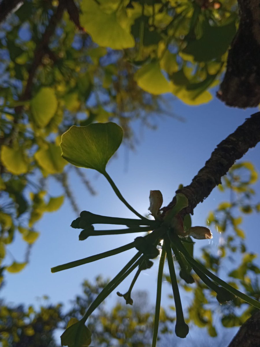 Plant development and biotic interaction Lab (@botanylabunipd) on Twitter photo ๐ด๐จโ ๏ธCheck out our new paper in <a href="/JXBot/">JXB @jxbotany.bsky.social</a> on reproductive structure development in ๐ฎ๐๐๐๐๐ ๐๐๐๐๐๐!! In this paper we describe the role of pollen in Ginkgo ovule tissue maturationย doi.org/10.1093/jxb/erโฆ ๐ฟ ๐ด๐จโ ๏ธCheck out our new paper in <a href="/JXBot/">JXB @jxbotany.bsky.social</a> on reproductive structure development in ๐ฎ๐๐๐๐๐ ๐๐๐๐๐๐!! In this paper we describe the role of pollen in Ginkgo ovule tissue maturationย doi.org/10.1093/jxb/erโฆ ๐ฟ