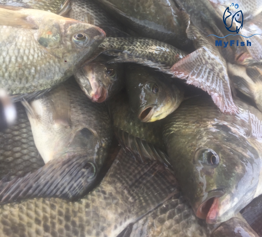 It's healthy and marketable!

Fish farming is the future and currently in the lake zone more than 70% of the Tilapia fish in the market are from fish farms.

>>AquacultureExperts >>TheFutureIsBlue >>FishOnEveryDiningTable

Call or whatsapp us +255 763 003 005