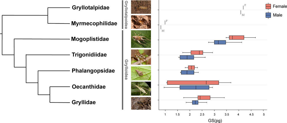 Evolutionary dynamics of genome size and transposable elements in #crickets (Ensifera: #Gryllidea): doi.org/10.1111/syen.1… #Phylogenetics #FlowCytometry
