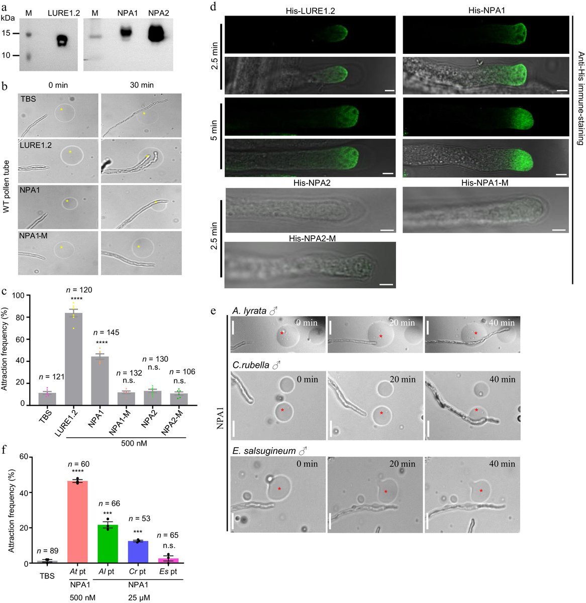 MaximumAcademic's tweet photo. #SeedBio #PollenTube
New study identifies a non-defensin peptide attractant in dicots, highlights the diversity of the attraction cues and signaling pathways.
@PlantSciRes @PlantSciResNet
Details: https://t.co/JD0MzbZ2WI https://t.co/kLWlyOBYxZ