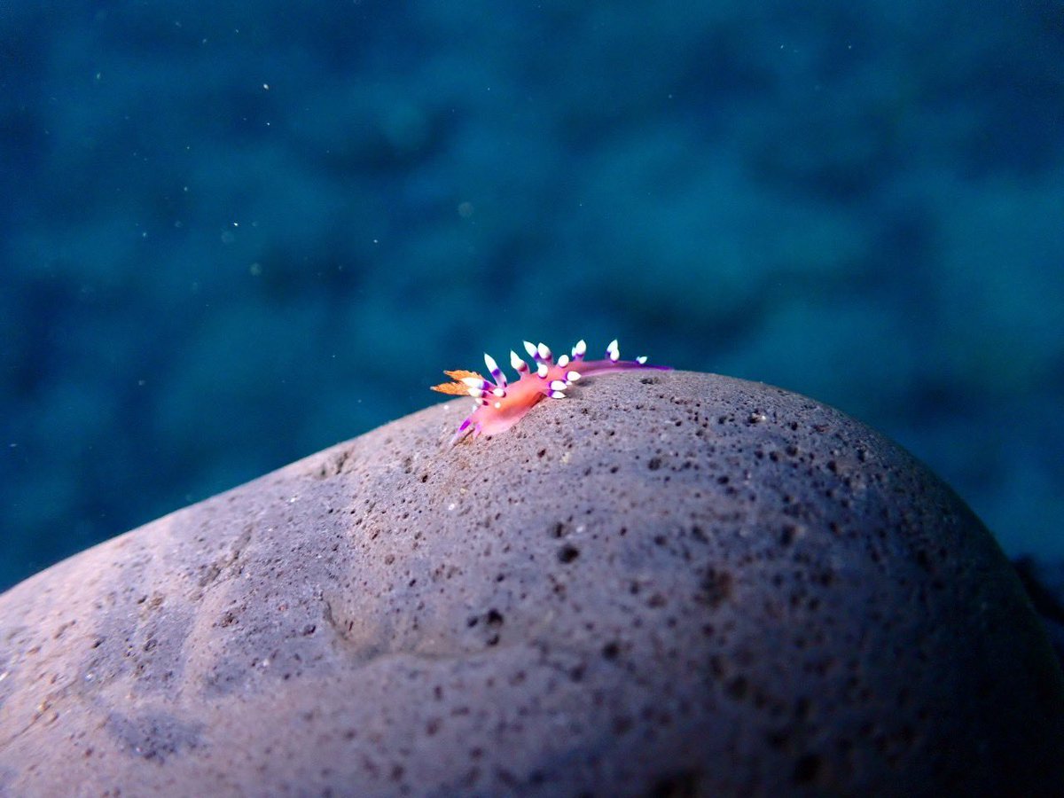 東京大学海洋研究会 tweet media