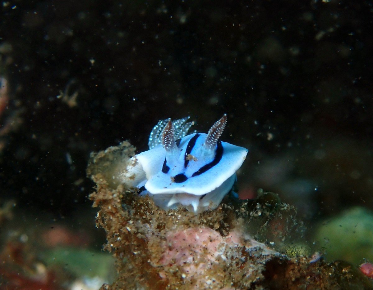 東京大学海洋研究会 tweet media