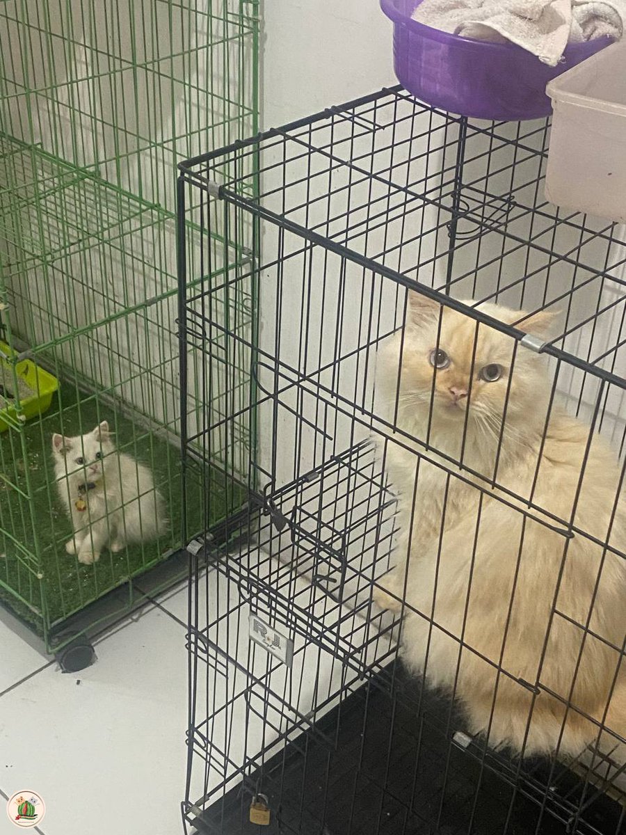 kochengfs's tweet photo. 🐈 apakah dia versi besar diriku?? 😭😭 (btw yang gede itu punya tetangga kosku) https://t.co/DO8TP2X0sw