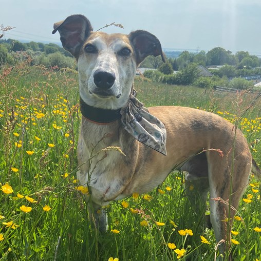 Penny2449's tweet photo. Trevor is a tripaw Lurcher, he was a stray so no 
history, he needs an adult him who are experienced 
with reactive dogs and must be walked with a muzzle, 
he loves people and likes to play, all info here 
https://t.co/1TeqSn2e4u  
#forgottensoulshour https://t.co/1WlW04VFRF