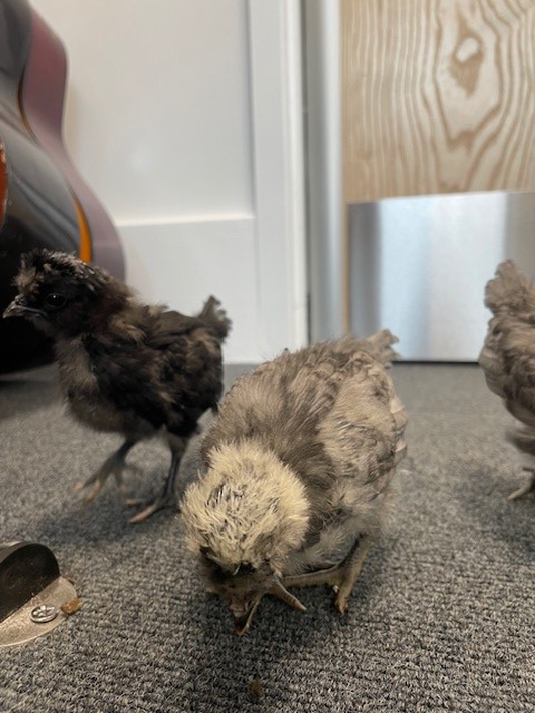 The chicks are growing fast! 🐤