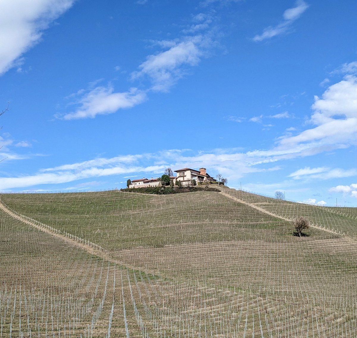 The majestic Cascina Nuova, 380 meters high, watches the Nebbiolo vines of Ravera as the almond tree blossoms gracefully.... An enchanting and inspiring view that celebrates the beauty of nature and the passion for wine. #elviocogno #cascinanuova