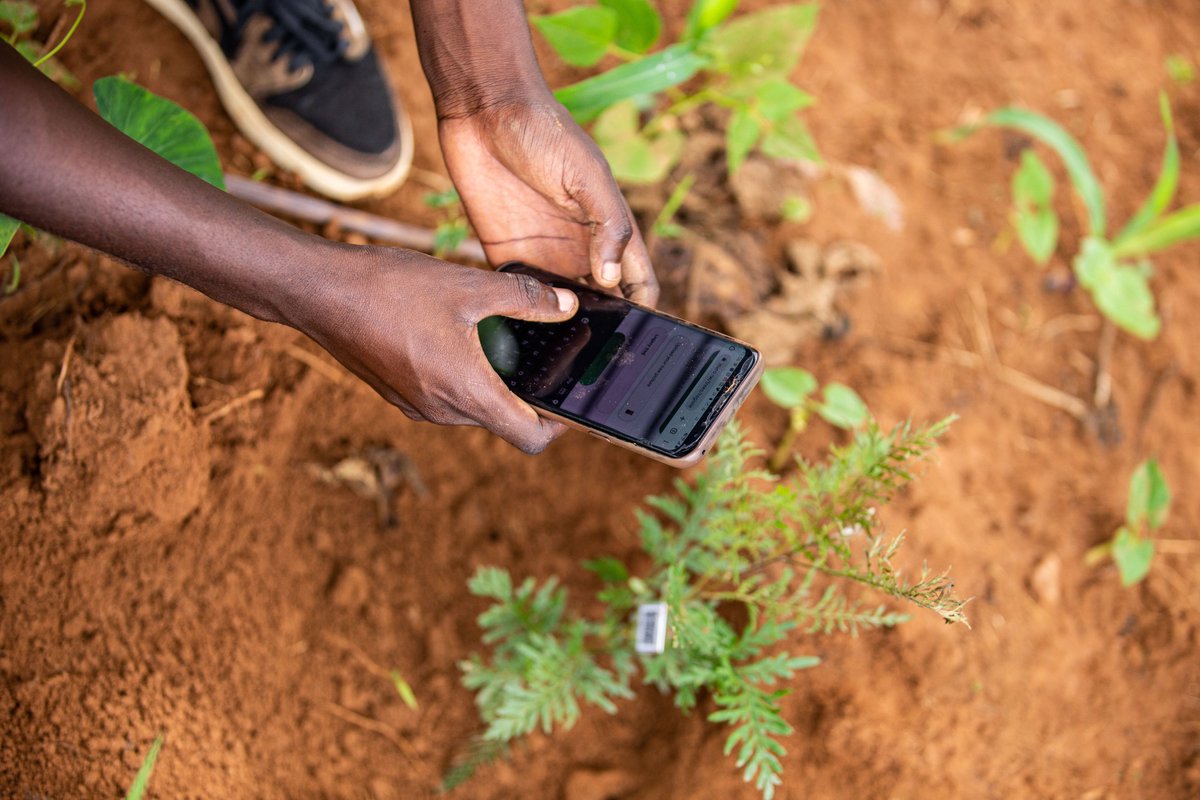 digitalgreenly's tweet photo. Donate to Project: Digital Tree Planting: Redefining Tree Planting with Technology and Engagement on @globalgiving https://t.co/nE1MO0ZWGe https://t.co/9tJ55ghjaR