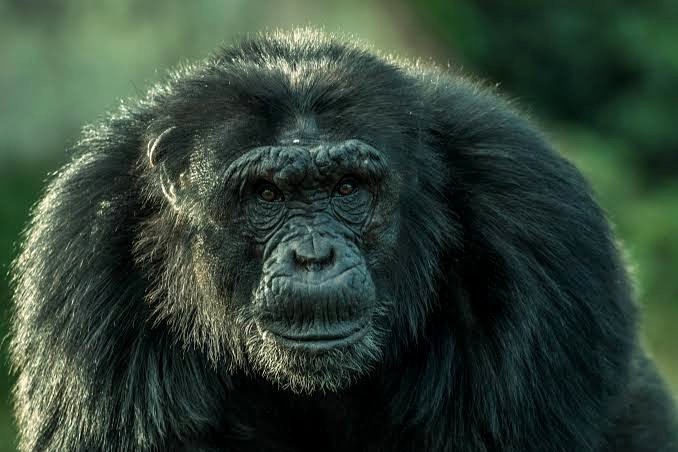 ngambaisland's tweet photo. #Chimpchronicles
Meet Kisembo, the current alpha male of the pant hooting kingdom @ngambaisland. Who's rise to power came from his love for attacking several Alpha male and any males bigger than him in his free time, for him it was not really about power play but power display https://t.co/fkLlLBVKuk