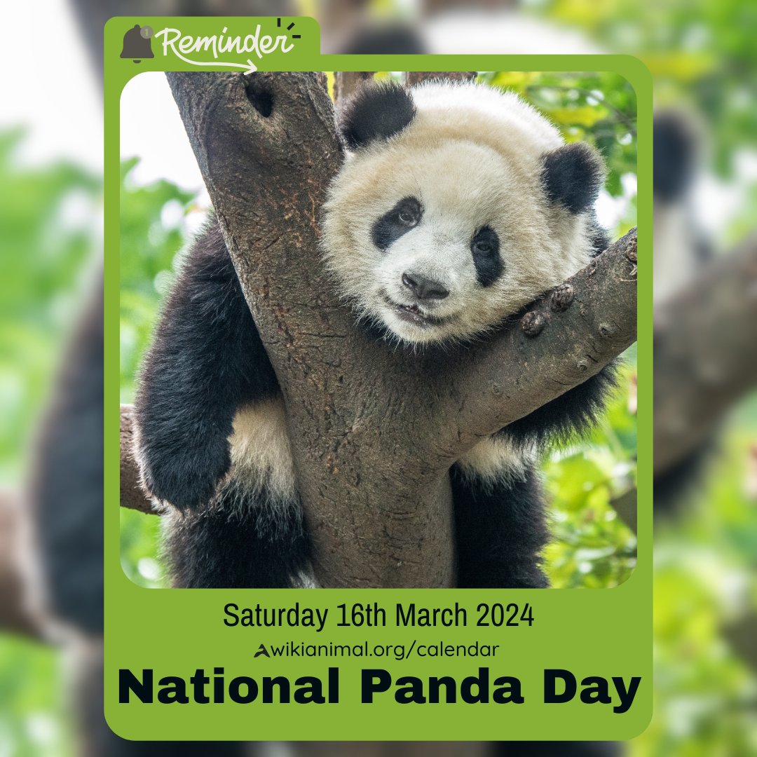 🐼 Don't forget to mark your calendars! National Panda Day is just around the corner on March 16th. Let's celebrate these adorable ambassadors of conservation and raise awareness for their protection. #NationalPandaDay youtube.com/@WikiAnimalTV?…