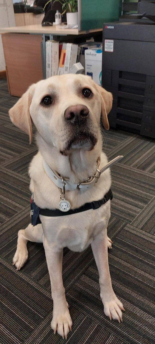 The Woking Police office had a visit this morning from Murphy, one of our lovely Oscar Kilo 9 - Wellbeing dogs. Despite all the things officers and staff are dealing with, Murphy always brings a smile to our faces.