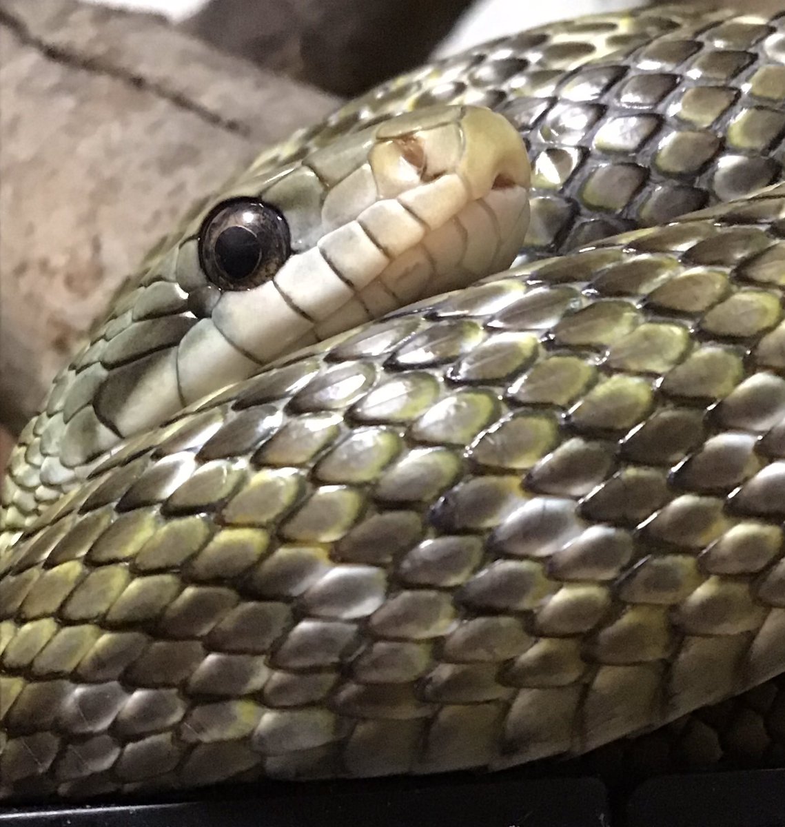 泡沫ORANGE tweet media