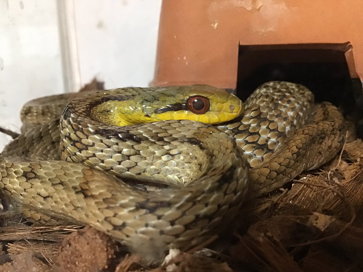 泡沫ORANGE tweet media