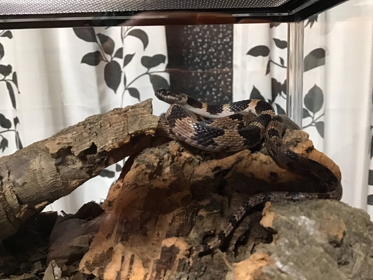 泡沫ORANGE tweet media