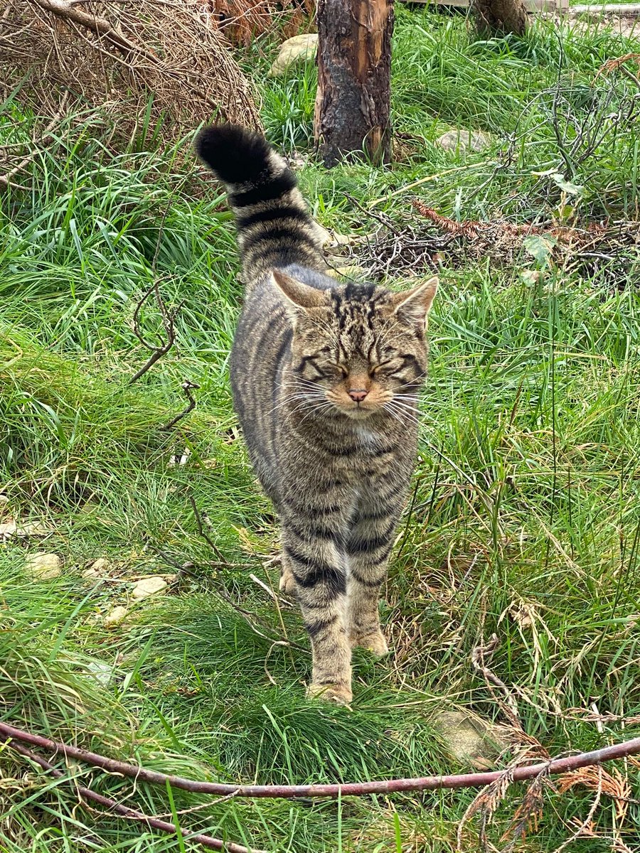 Droma is a feisty female wildcat that lives in our off-show conservation breeding for release centre @HighlandWPark. For just £5 a month, you can receive exclusive updates about her 🐾 Take a peek at the exclusive sponsor emails that we could send you ➡ bit.ly/exclusivespons…