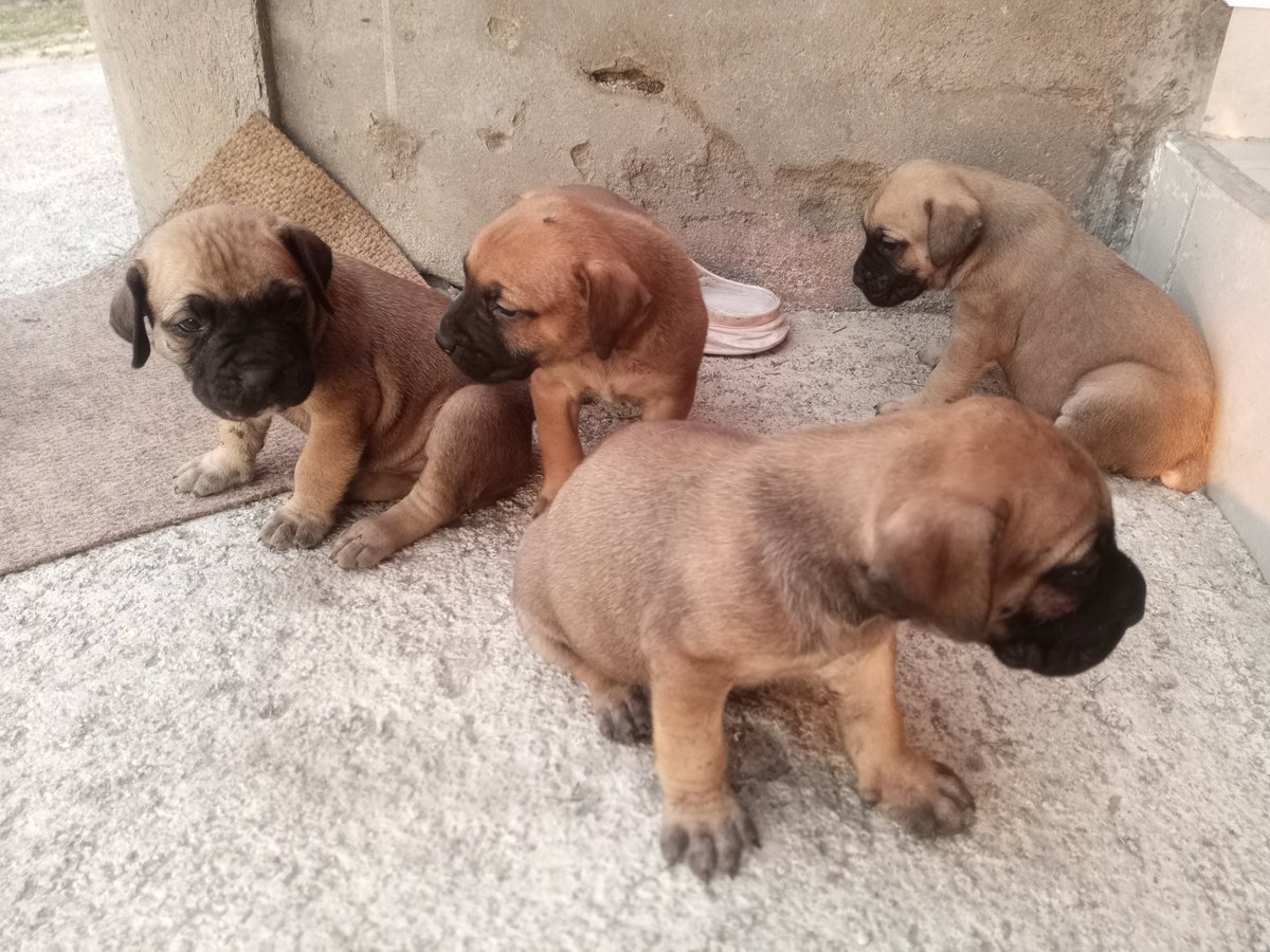 champion_meat's tweet photo. Pre-order your farm security.
Boerboel breed at day 34, available for sale and will be ready for dispatch after vaccination of first dose of parvovirus.

For more information, inbox/call 0775857274 https://t.co/9daHnVyrlY