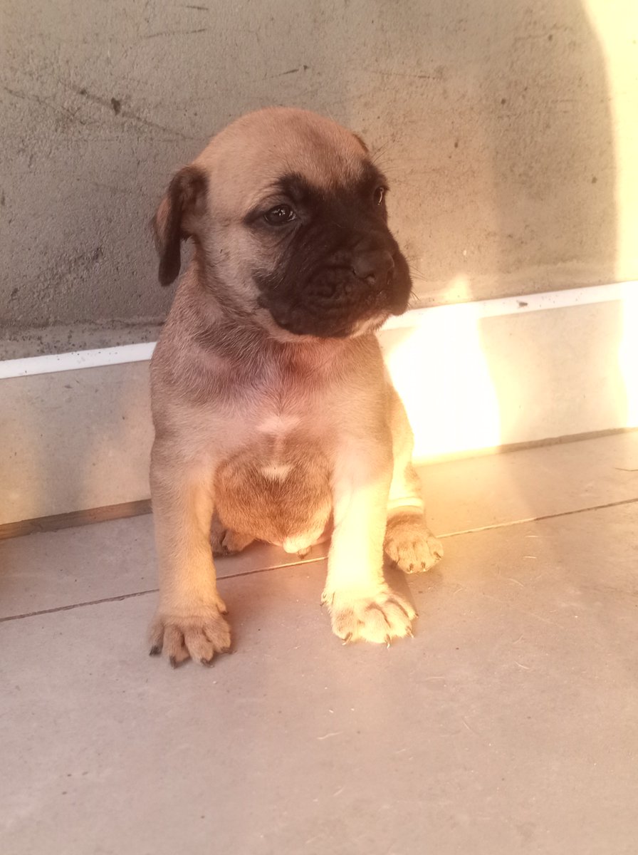 champion_meat's tweet photo. Pre-order your farm security.
Boerboel breed at day 34, available for sale and will be ready for dispatch after vaccination of first dose of parvovirus.

For more information, inbox/call 0775857274 https://t.co/9daHnVyrlY