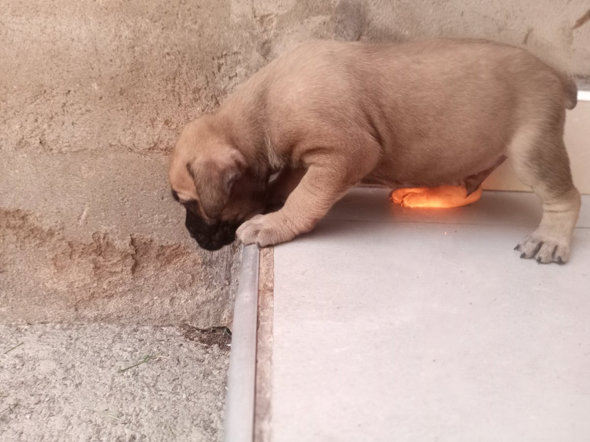 champion_meat's tweet photo. Pre-order your farm security.
Boerboel breed at day 34, available for sale and will be ready for dispatch after vaccination of first dose of parvovirus.

For more information, inbox/call 0775857274 https://t.co/9daHnVyrlY