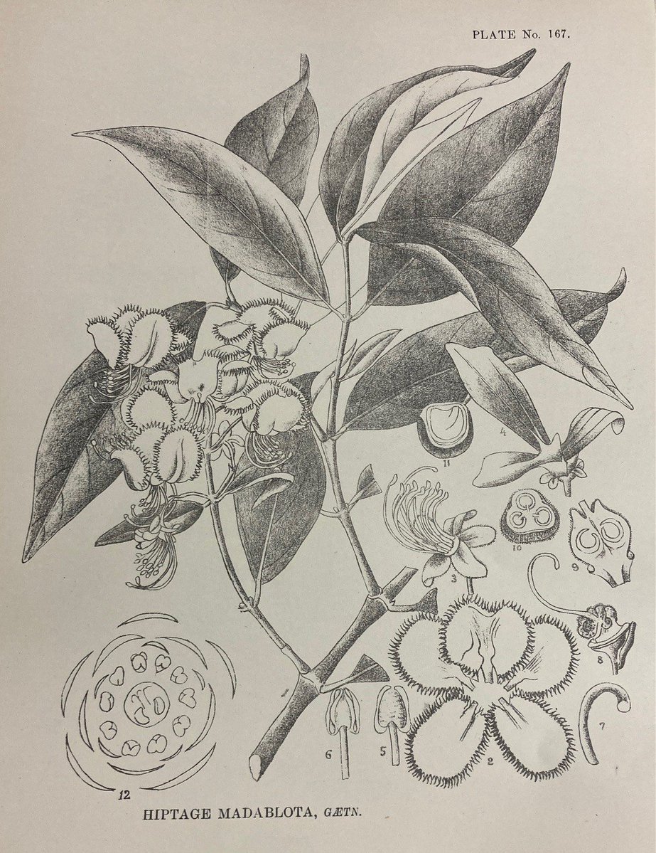 The ninth installment in our Rare Books series highlights a beautiful early 19th century illustrated reference book on medicinal plants, authored by Indian physicians K.R. Kirtikar and B.D. Basu. Read more here in this blogpost by Ann Datta: bit.ly/3Vc7ALe #RareBooks 📚