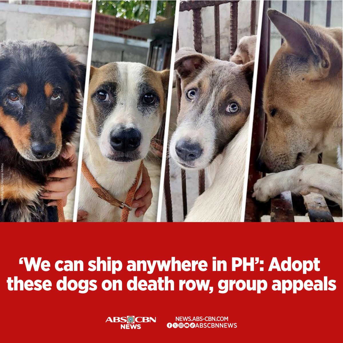 Give these dogs their forever home. 🐶

These dogs surrendered by their owners are "awaiting execution" at the Digos City pound. Animal welfare group Happy Animals Club said they could ship the dogs anywhere in the Philippines.

Read: news.abs-cbn.com/lifestyle/2024…