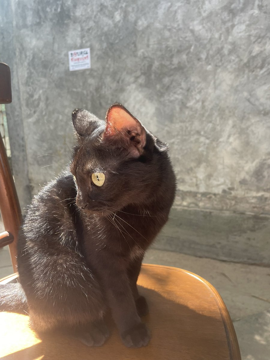 236enzone's tweet photo. 🐈‍⬛🤍 https://t.co/MNEMbKmwAv